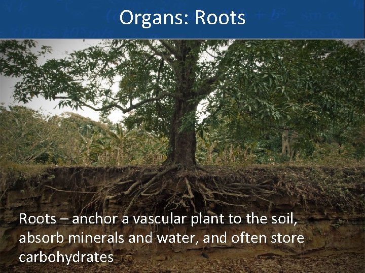 Organs: Roots – anchor a vascular plant to the soil, absorb minerals and water,