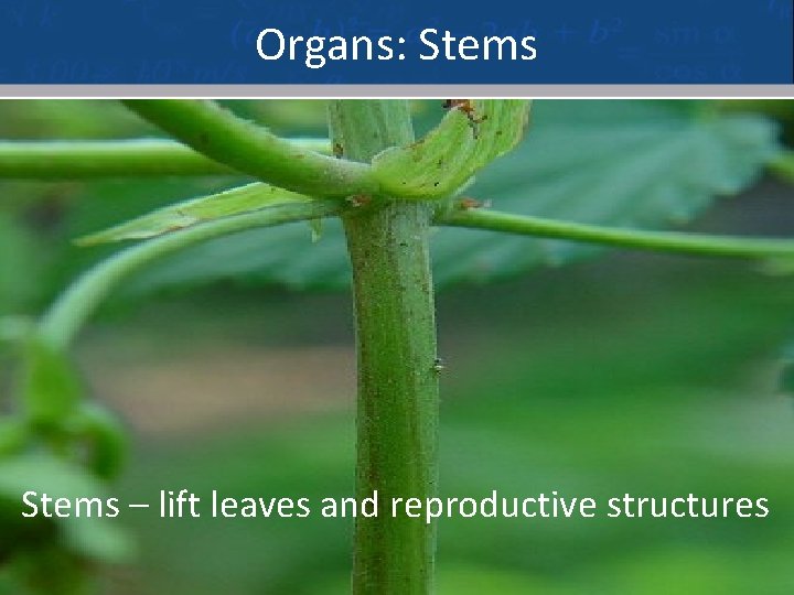 Organs: Stems the main photosynthetic organs Stems – lift leaves and reproductive structures 17