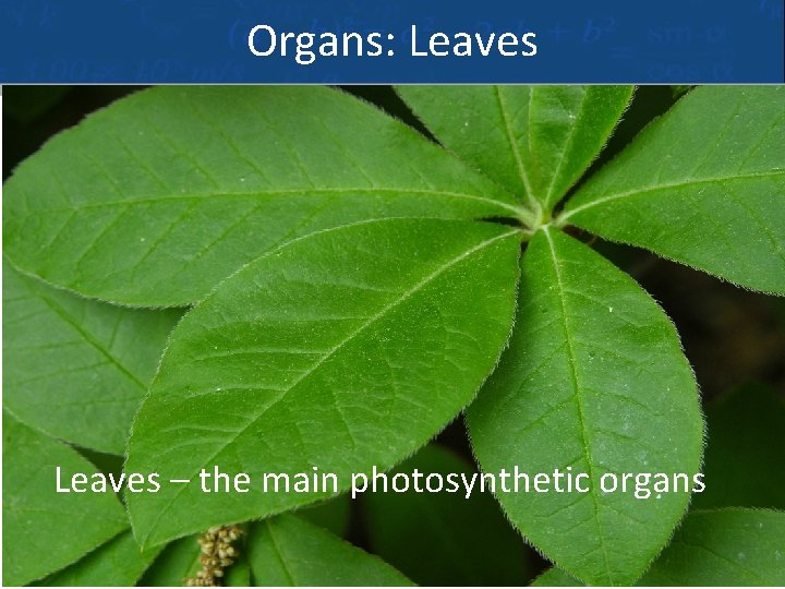 Organs: Leaves – the main photosynthetic organs 