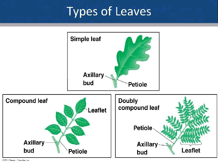 Types of Leaves 