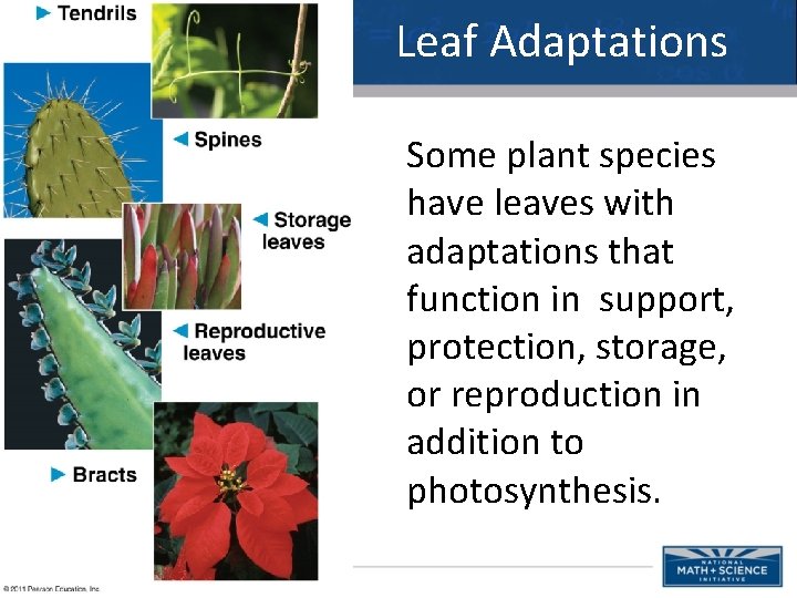 Leaf Adaptations Some plant species have leaves with adaptations that function in support, protection,