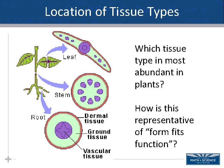 Location of Tissue Types Which tissue type in most abundant in plants? How is