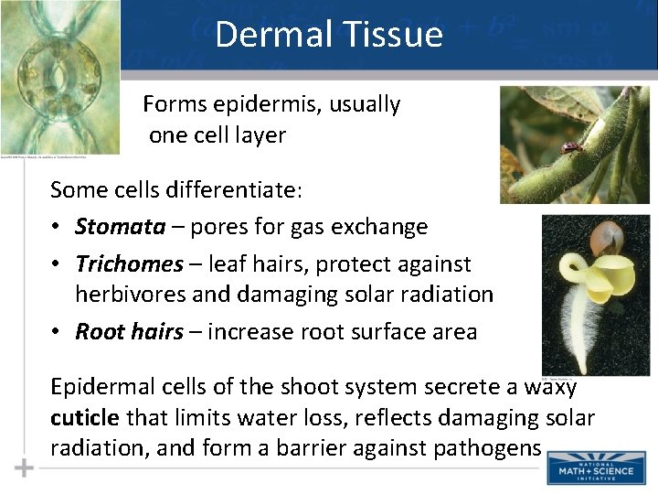 Dermal Tissue Forms epidermis, usually one cell layer Some cells differentiate: • Stomata –