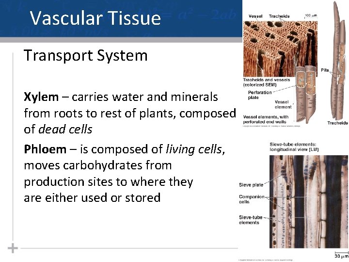 Vascular Tissue Transport System Xylem – carries water and minerals from roots to rest