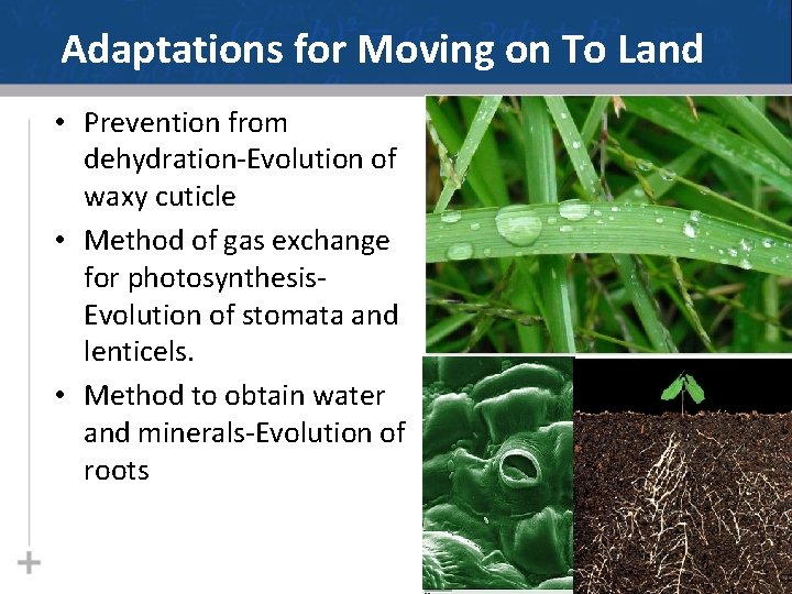 Adaptations for Moving on To Land • Prevention from dehydration-Evolution of waxy cuticle •