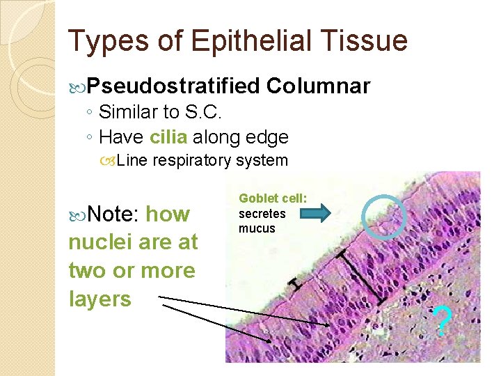 Types of Epithelial Tissue Pseudostratified Columnar ◦ Similar to S. C. ◦ Have cilia
