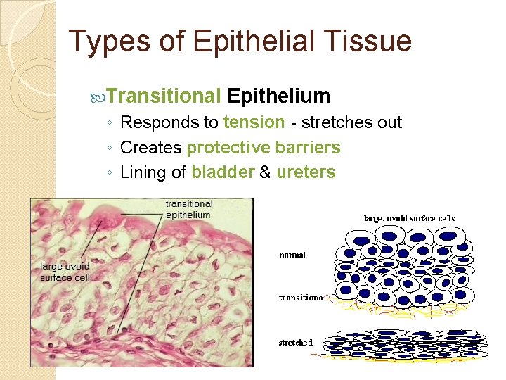 Types of Epithelial Tissue Transitional Epithelium ◦ Responds to tension - stretches out ◦
