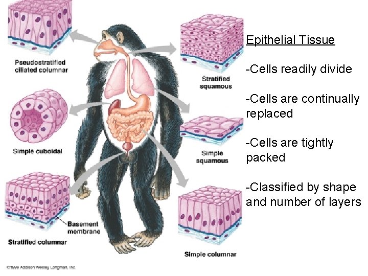 Epithelial Tissue -Cells readily divide -Cells are continually replaced -Cells are tightly packed -Classified