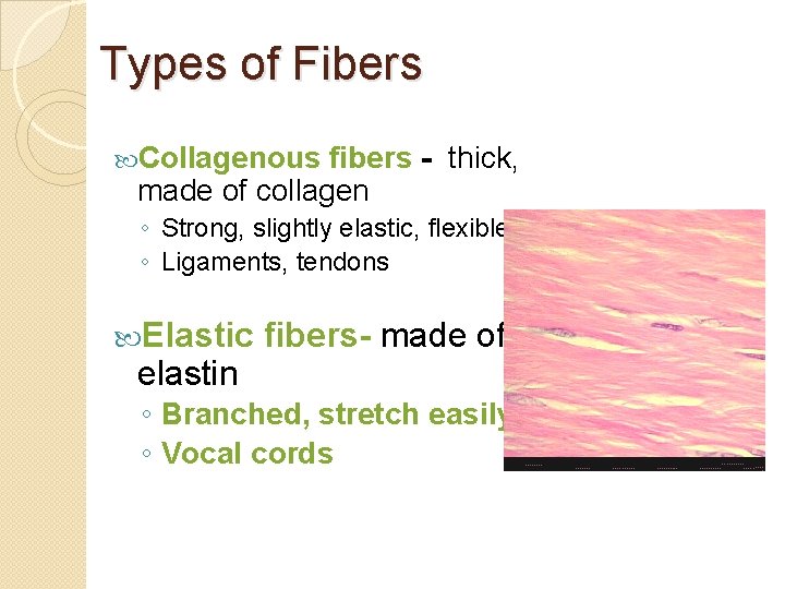 Types of Fibers Collagenous fibers - thick, made of collagen ◦ Strong, slightly elastic,
