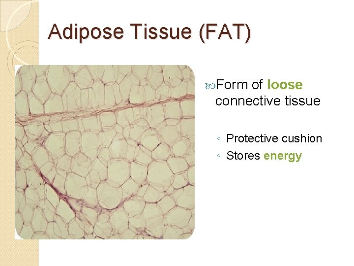 Adipose Tissue (FAT) Form of loose connective tissue ◦ Protective cushion ◦ Stores energy