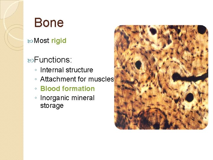 Bone Most rigid Functions: ◦ Internal structure ◦ Attachment for muscles ◦ Blood formation