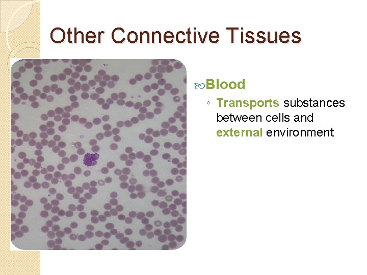 Other Connective Tissues Blood ◦ Transports substances between cells and external environment 