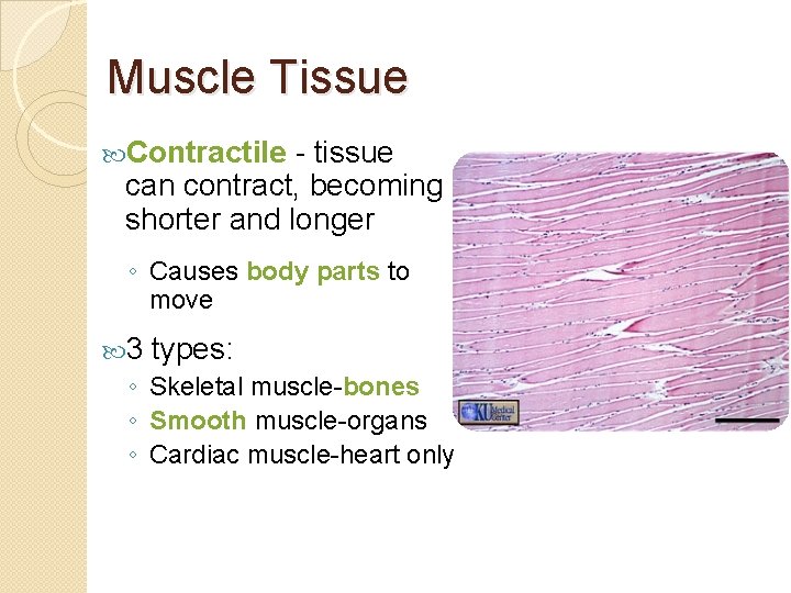 Muscle Tissue Contractile - tissue can contract, becoming shorter and longer ◦ Causes body