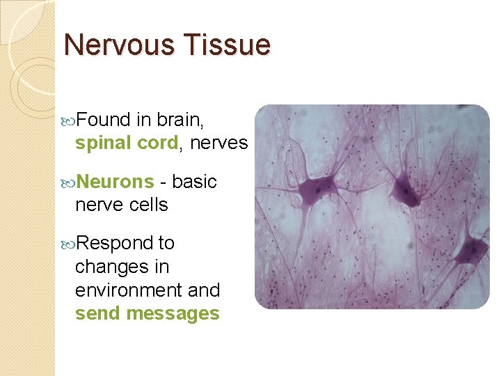 Nervous Tissue Found in brain, spinal cord, nerves Neurons - basic nerve cells Respond