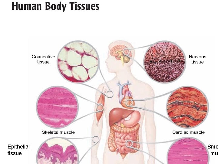 Epithelial tissue Smo mu 