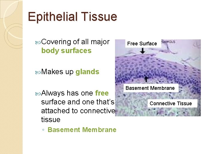 Epithelial Tissue Covering of all major body surfaces Makes Free Surface up glands Always