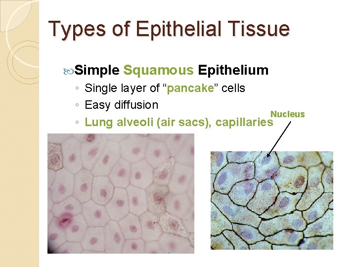 Types of Epithelial Tissue Simple Squamous Epithelium ◦ Single layer of “pancake” cells ◦