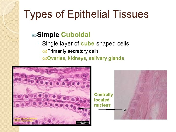 Types of Epithelial Tissues Simple Cuboidal ◦ Single layer of cube-shaped cells Primarily secretory