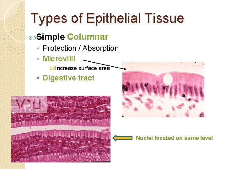 Types of Epithelial Tissue Simple Columnar ◦ Protection / Absorption ◦ Microvilli Increase surface