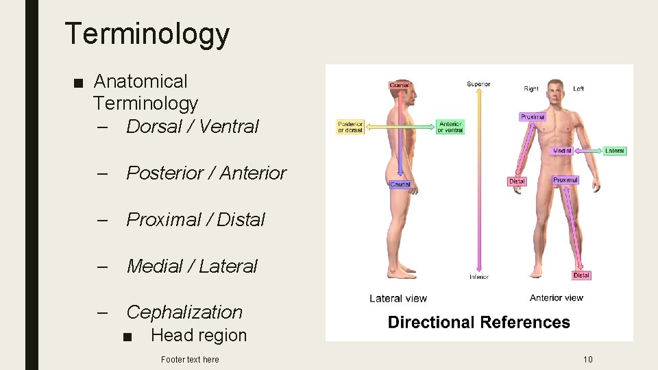 Terminology ■ Anatomical Terminology – Dorsal / Ventral – Posterior / Anterior – Proximal