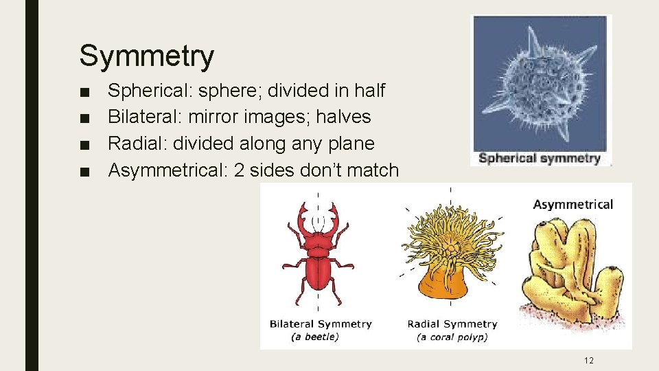 Symmetry ■ ■ Spherical: sphere; divided in half Bilateral: mirror images; halves Radial: divided