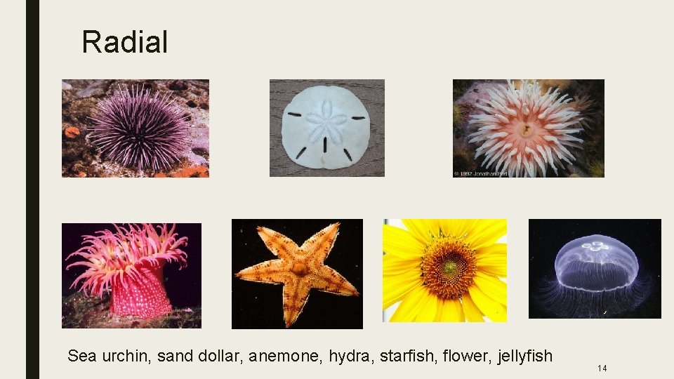 Radial Sea urchin, sand dollar, anemone, hydra, starfish, flower, jellyfish 14 