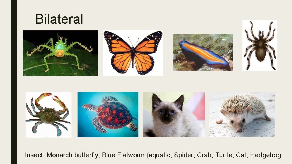 Bilateral Insect, Monarch butterfly, Blue Flatworm (aquatic, Spider, Crab, Turtle, Cat, Hedgehog 