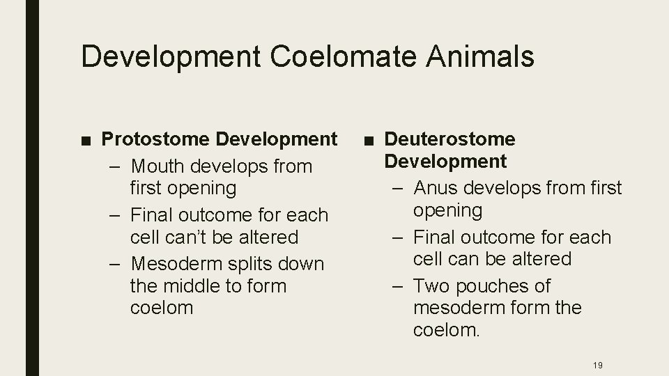 Development Coelomate Animals ■ Protostome Development – Mouth develops from first opening – Final