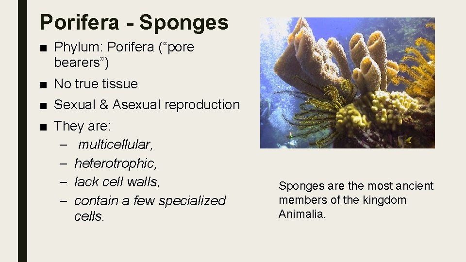 Porifera - Sponges ■ Phylum: Porifera (“pore bearers”) ■ No true tissue ■ Sexual