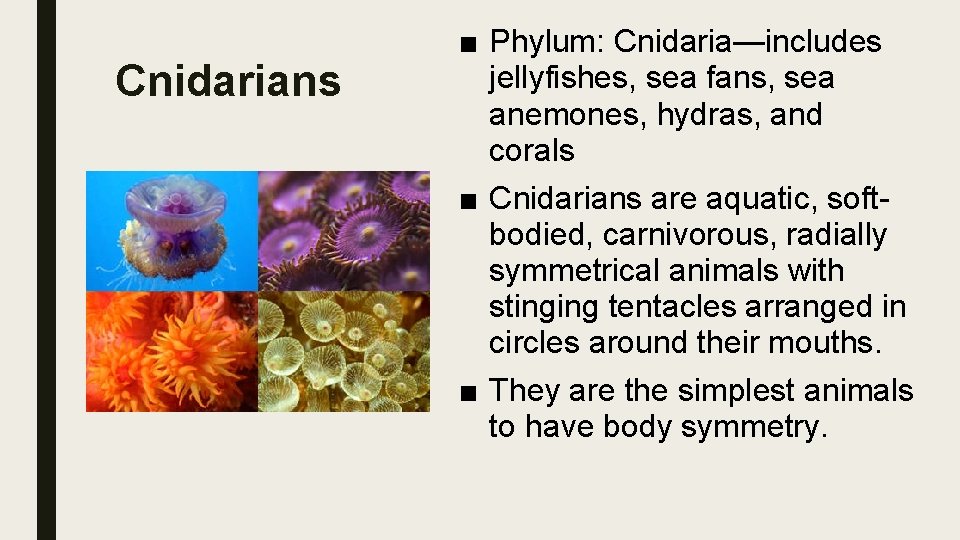 Cnidarians ■ Phylum: Cnidaria—includes jellyfishes, sea fans, sea anemones, hydras, and corals ■ Cnidarians