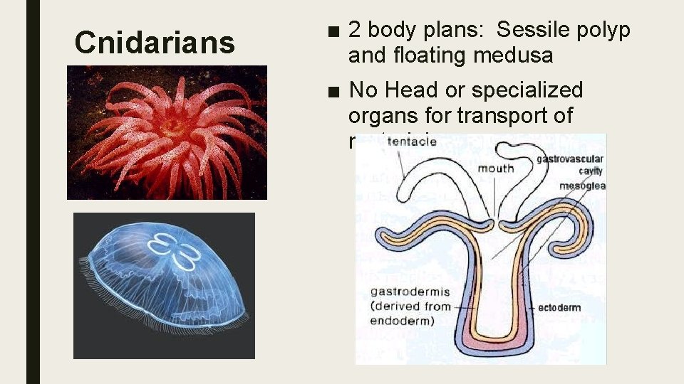 Cnidarians ■ 2 body plans: Sessile polyp and floating medusa ■ No Head or