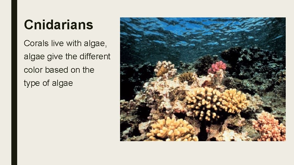 Cnidarians Corals live with algae, algae give the different color based on the type