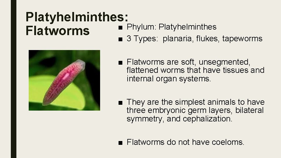 Platyhelminthes: ■ Phylum: Platyhelminthes Flatworms ■ 3 Types: planaria, flukes, tapeworms ■ Flatworms are