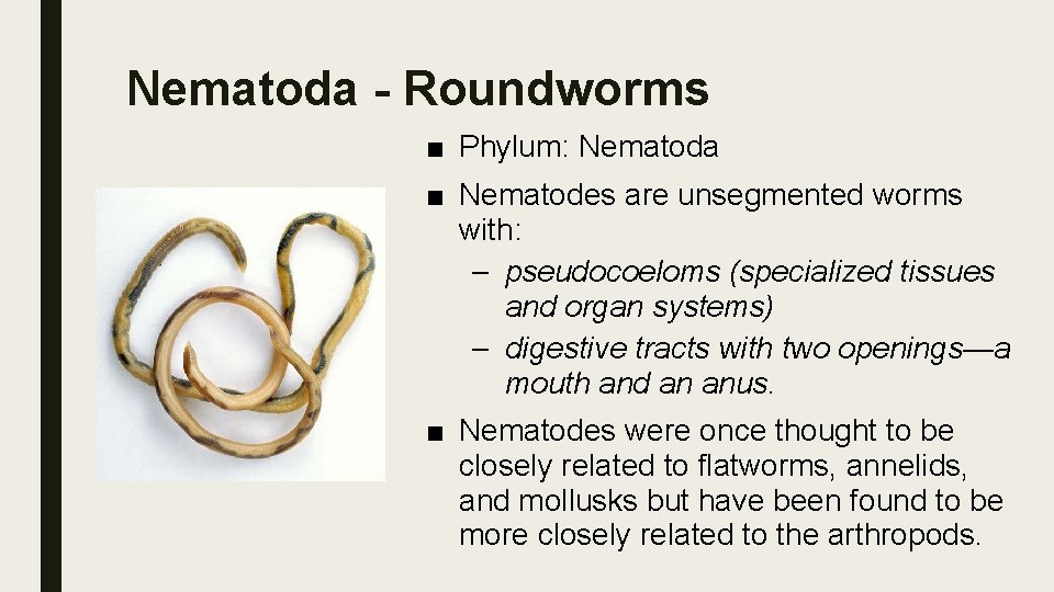 Nematoda - Roundworms ■ Phylum: Nematoda ■ Nematodes are unsegmented worms with: – pseudocoeloms