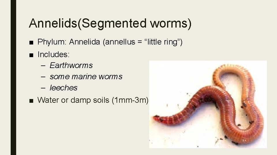 Annelids(Segmented worms) ■ Phylum: Annelida (annellus = “little ring”) ■ Includes: – Earthworms –