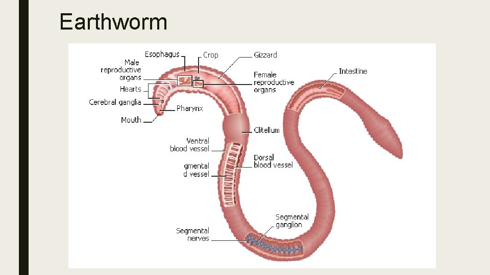 Earthworm 