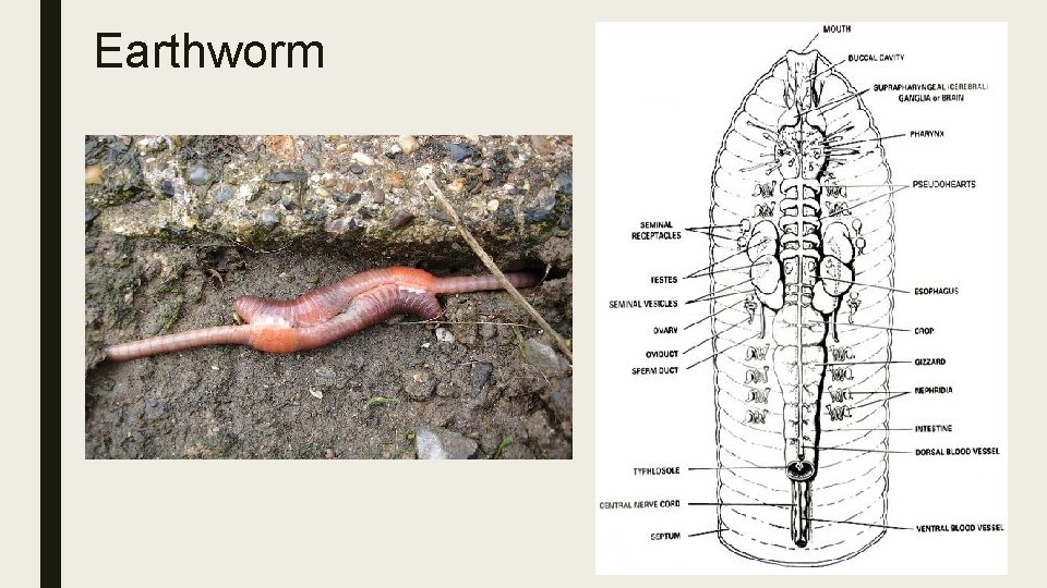 Earthworm 