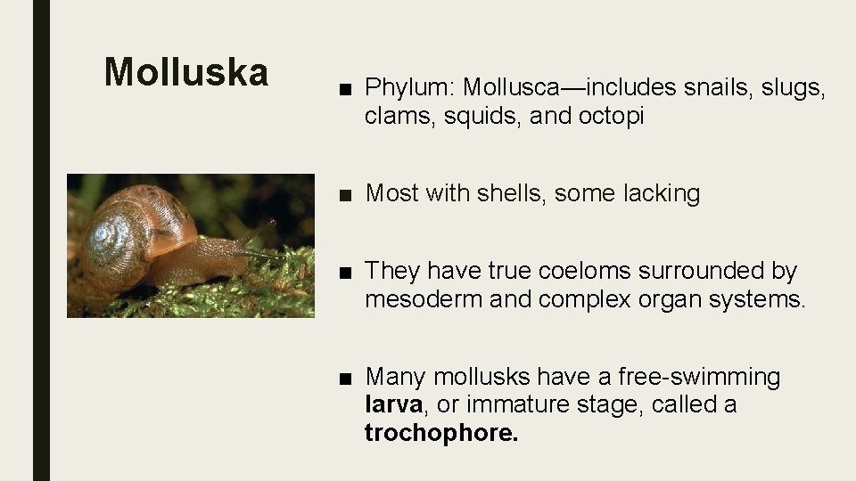 Molluska ■ Phylum: Mollusca—includes snails, slugs, clams, squids, and octopi ■ Most with shells,