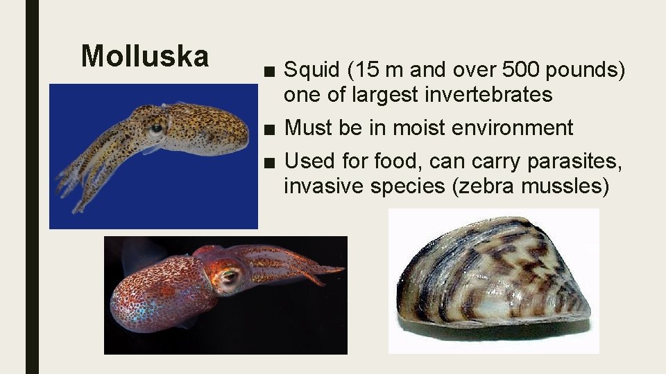 Molluska ■ Squid (15 m and over 500 pounds) one of largest invertebrates ■