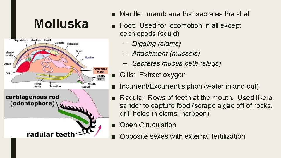 Molluska ■ Mantle: membrane that secretes the shell ■ Foot: Used for locomotion in
