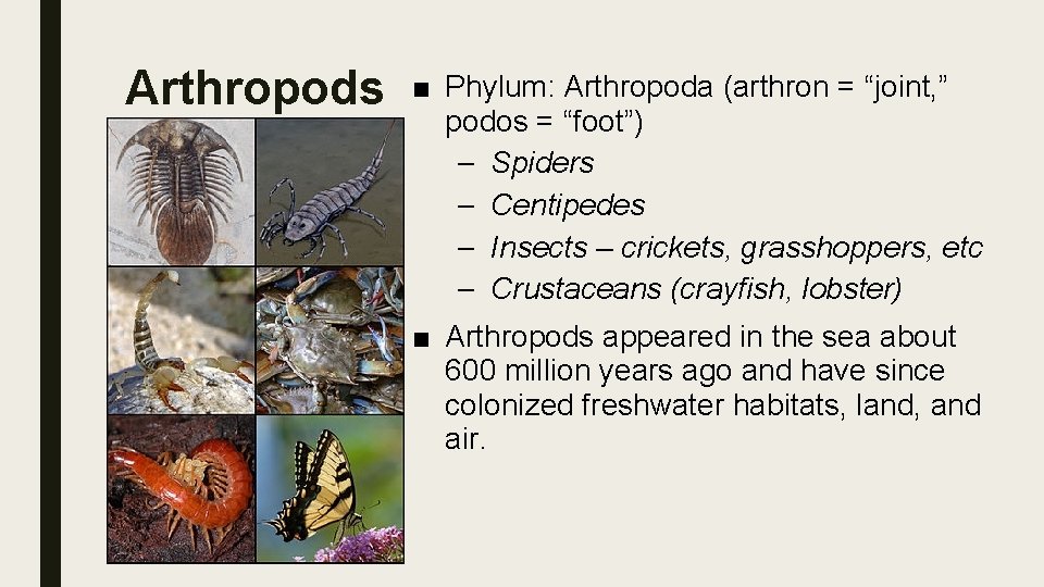 Arthropods ■ Phylum: Arthropoda (arthron = “joint, ” podos = “foot”) – Spiders –