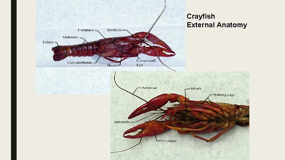 Crayfish External Anatomy 