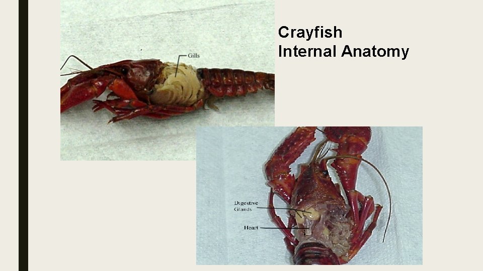 Crayfish Internal Anatomy 