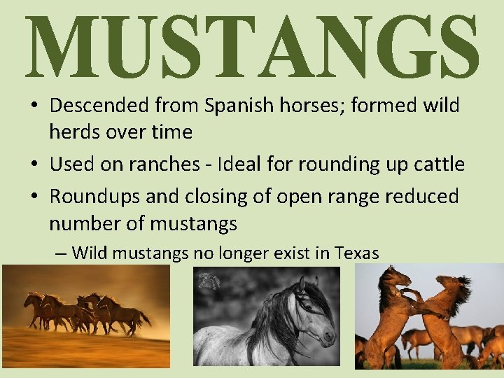  • Descended from Spanish horses; formed wild herds over time • Used on