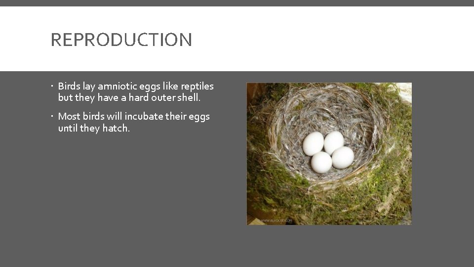 REPRODUCTION Birds lay amniotic eggs like reptiles but they have a hard outer shell.