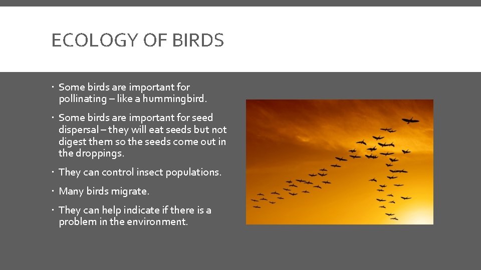 ECOLOGY OF BIRDS Some birds are important for pollinating – like a hummingbird. Some