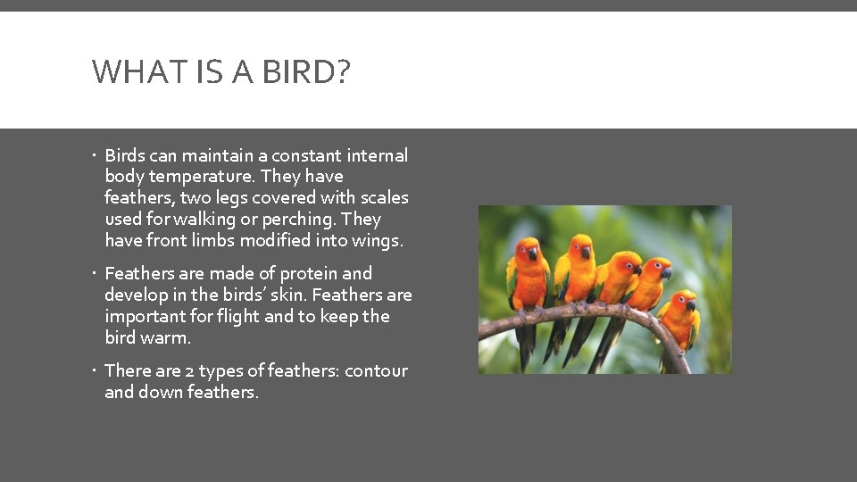 WHAT IS A BIRD? Birds can maintain a constant internal body temperature. They have