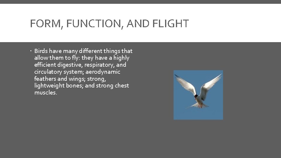 FORM, FUNCTION, AND FLIGHT Birds have many different things that allow them to fly: