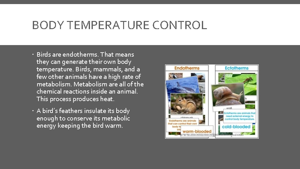 BODY TEMPERATURE CONTROL Birds are endotherms. That means they can generate their own body