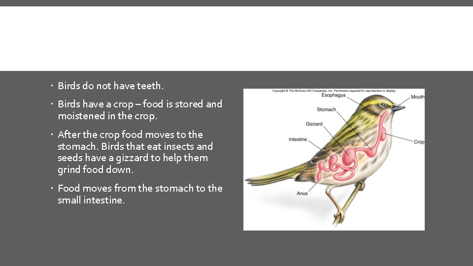  Birds do not have teeth. Birds have a crop – food is stored